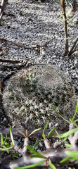 Mammillaria grusonii
