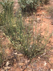 Ephedra coryi