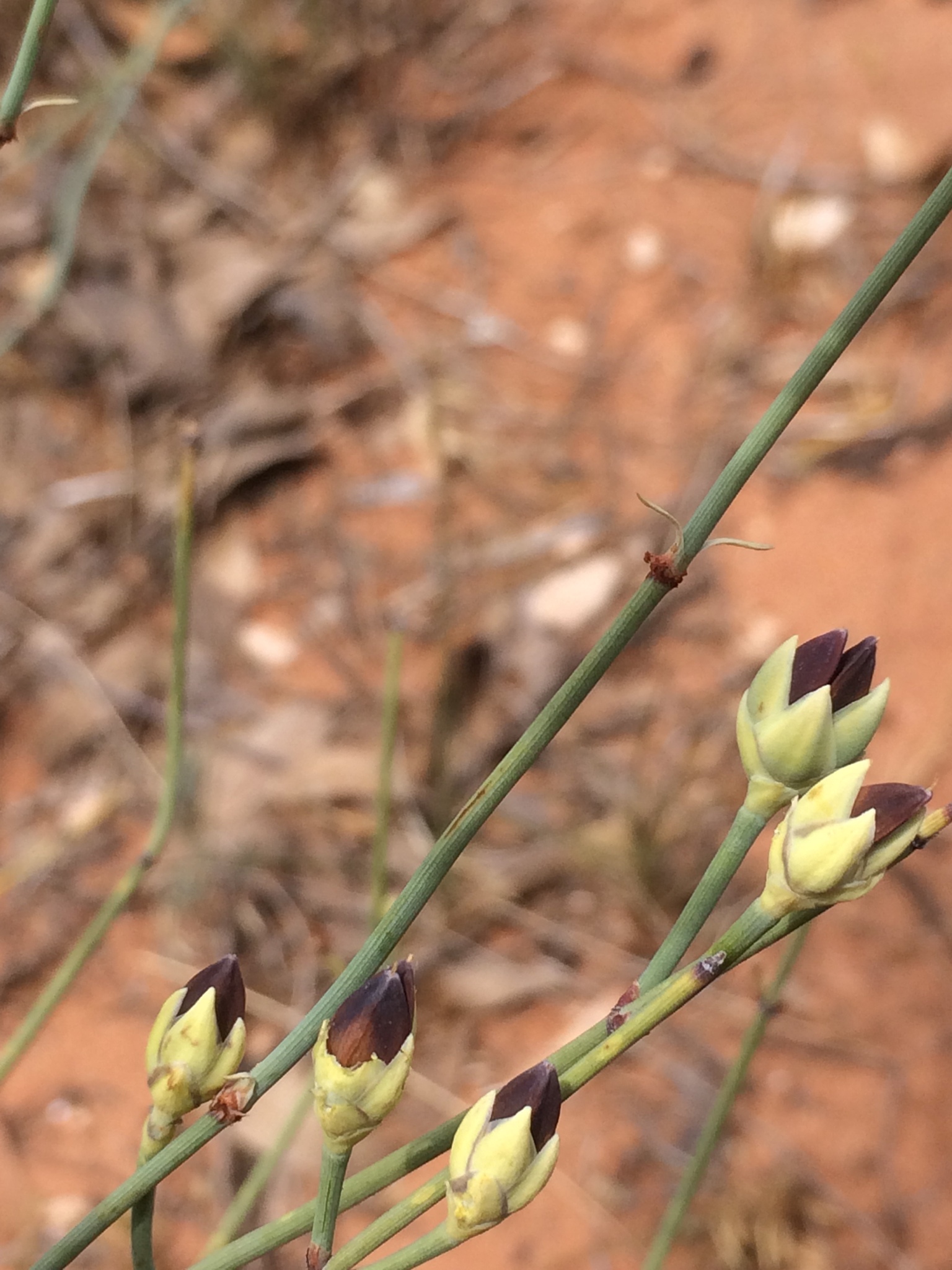 Ephedra coryi
