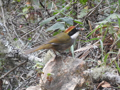 Arremon brunneinucha