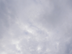 Ptiliogonys cinereus