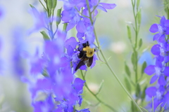 Bombus