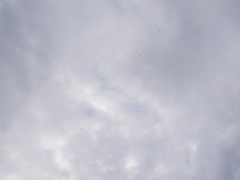 Ptiliogonys cinereus