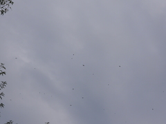 Ptiliogonys cinereus