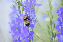 Bombus