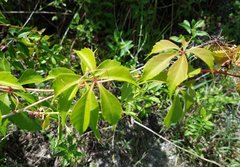 Parthenocissus quinquefolia image