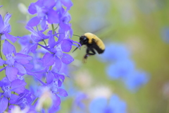Bombus