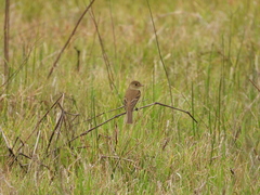 Empidonax albigularis
