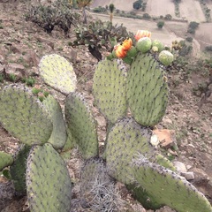 Opuntia huajuapensis