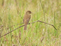 Empidonax albigularis