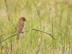 Empidonax albigularis