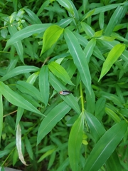 Pseudomops septentrionalis