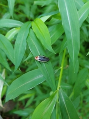 Pseudomops septentrionalis