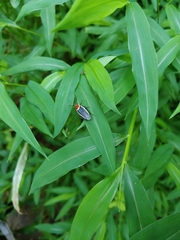 Pseudomops septentrionalis