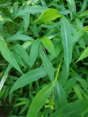 Pseudomops septentrionalis