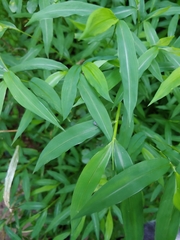 Pseudomops septentrionalis