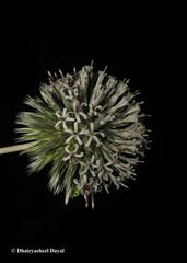 Echinops sahyadricus