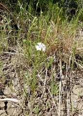 Blepharipappus scaber