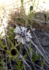 Blepharipappus scaber