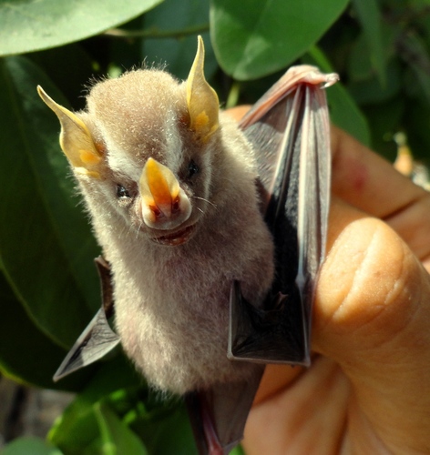 Villa's Yellow-eared Bat (Vampyressa villai) — Data Deficient Mammalia