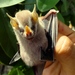 Villa's Yellow-eared Bat - Photo (c) David Valenzuela, some rights reserved (CC BY-NC), uploaded by David Valenzuela