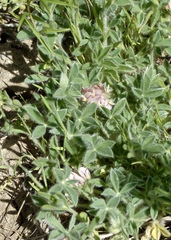 Trifolium andersonii