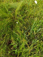 Carex tenera