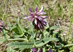 Trifolium beckwithii