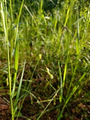 Carex tenera