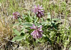 Trifolium beckwithii