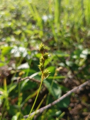 Carex tenera