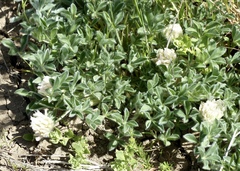 Trifolium andersonii