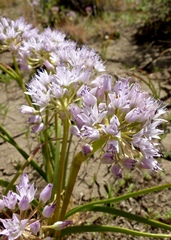 Allium lemmonii