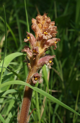 Orobanche alsatica