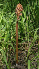 Orobanche alsatica