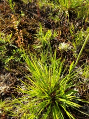 Dichanthelium linearifolium