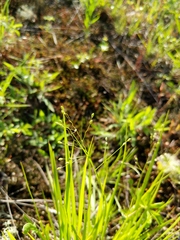 Dichanthelium linearifolium