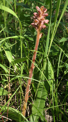 Orobanche alsatica