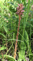 Orobanche alsatica