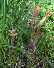 Orobanche alsatica