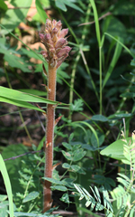 Orobanche alsatica