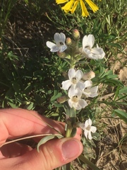 Penstemon albidus
