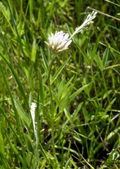 Trifolium longipes