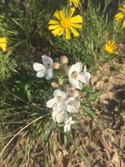 Penstemon albidus