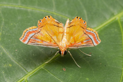 Ambia decoralis
