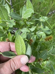 Salix commutata