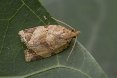 Neocalyptis affinisana