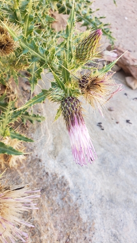 Cirsium arizonicum var. bipinnatum