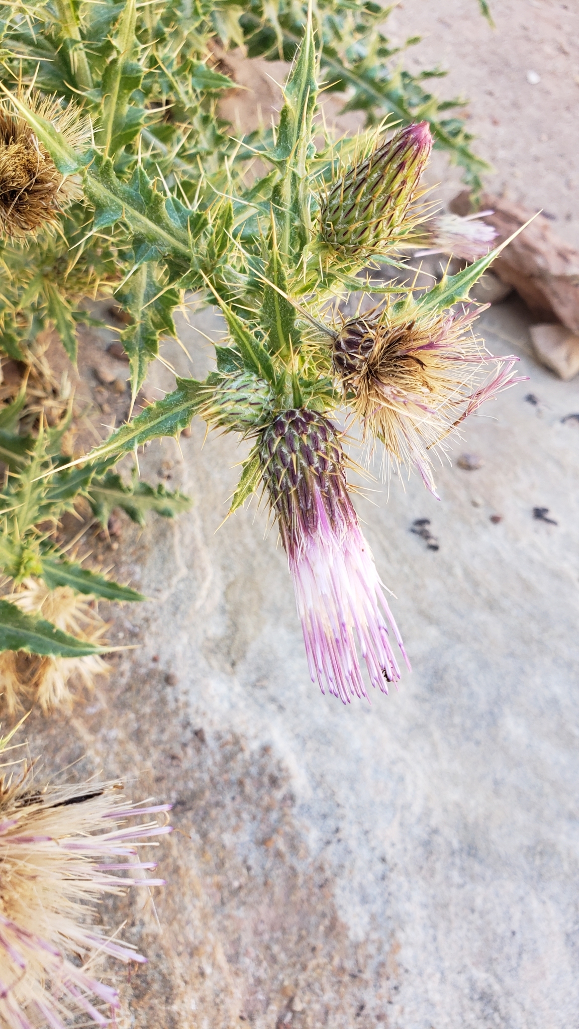 Cirsium arizonicum var. bipinnatum