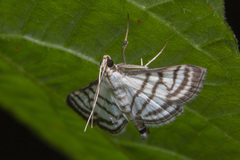 Ravanoa xiphialis